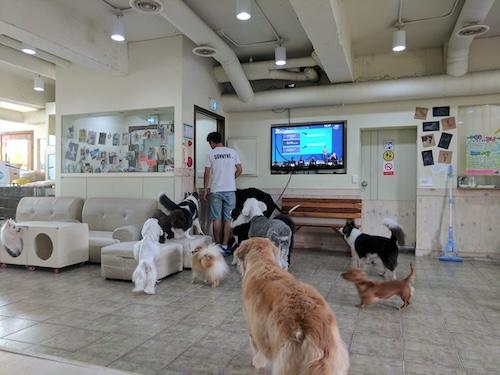 Dog Cafe Business Plan